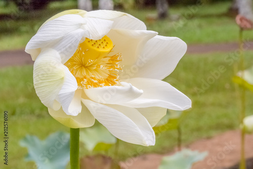  fleur de lotus  photo