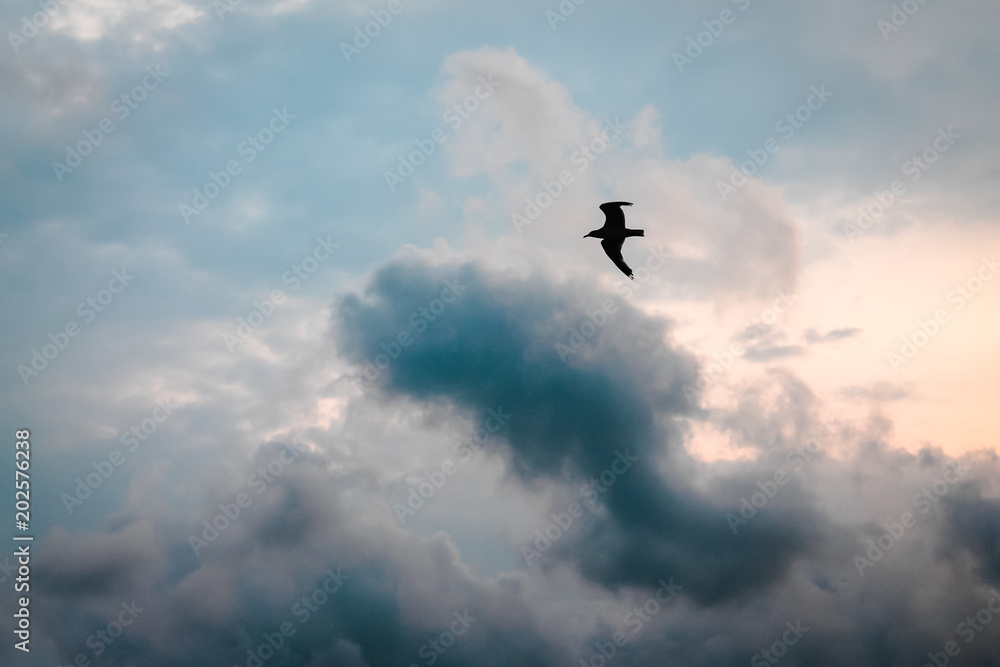 Sea Gull soaring during sunset on a cloudy day Sea Gull soaring during sunset on a cloudy day