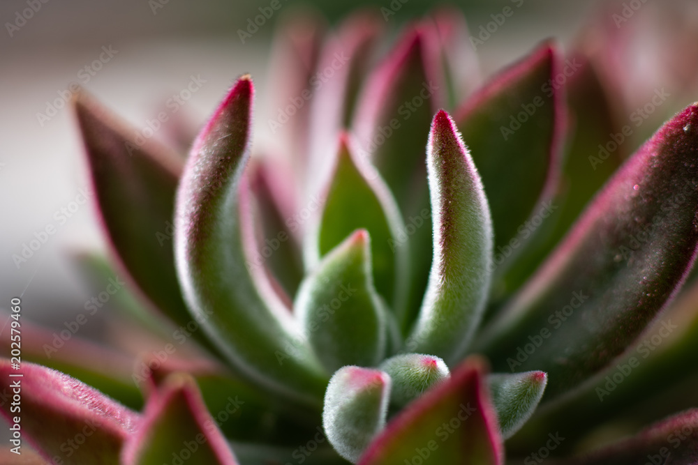 Macro Flowers Macro Flowers