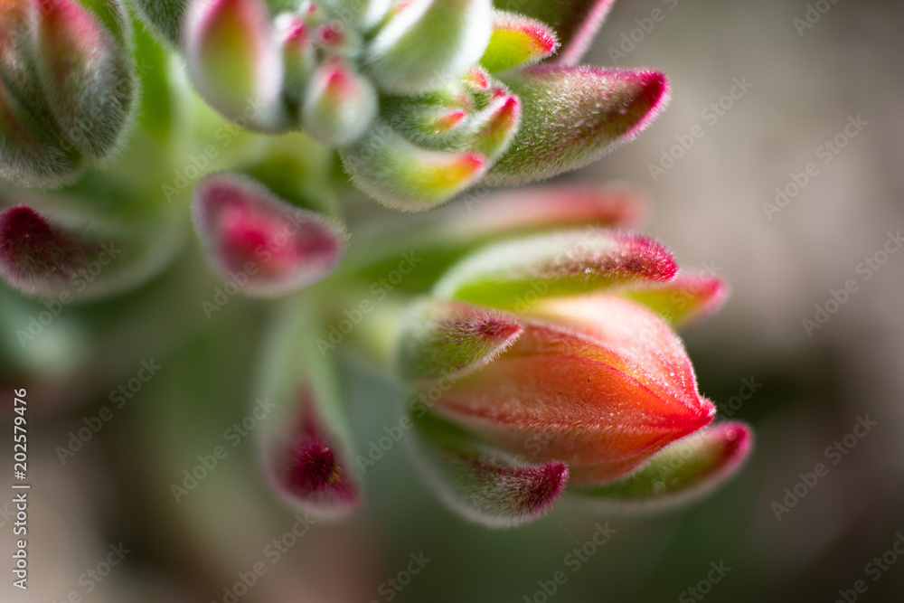 Macro Flowers Macro Flowers