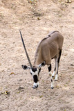 Scimitar oryx or scimitar-horned oryx or Sahara oryx, is a species of Oryx once widespread across North Africa