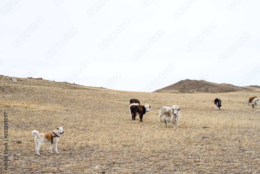 Cows and yak graze in wild pasture with a herding japanese akita inu dog in early spring in a mountainous area on a picturesque natural background on a clear day on a blue sky background.
