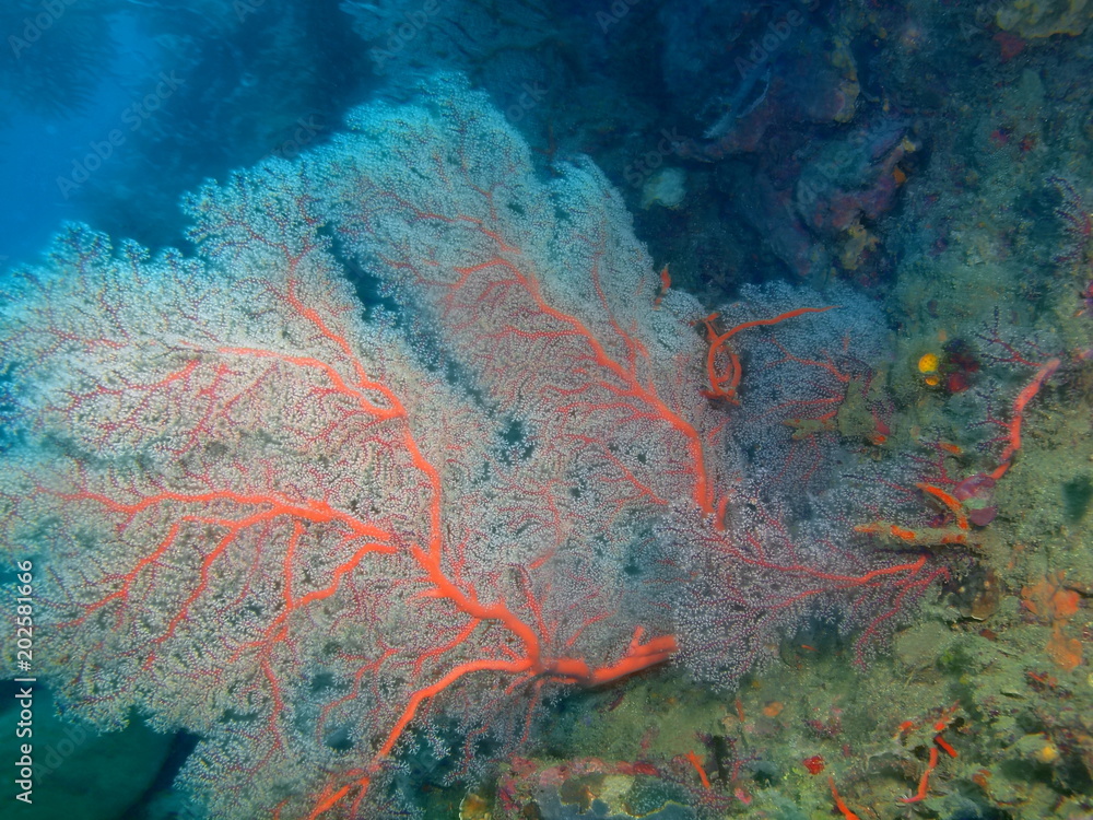 Fototapeta premium Gorgonian coral