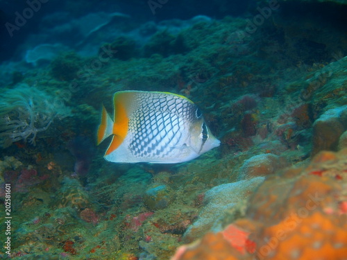 Coral fish © vodolaz