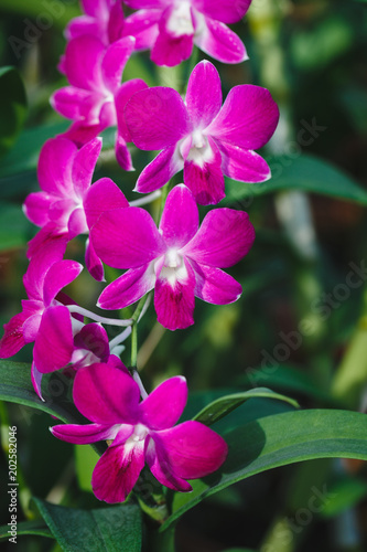 Purple orchid flowers