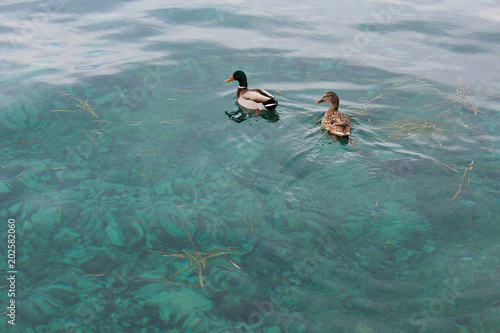 Two duck in the water
