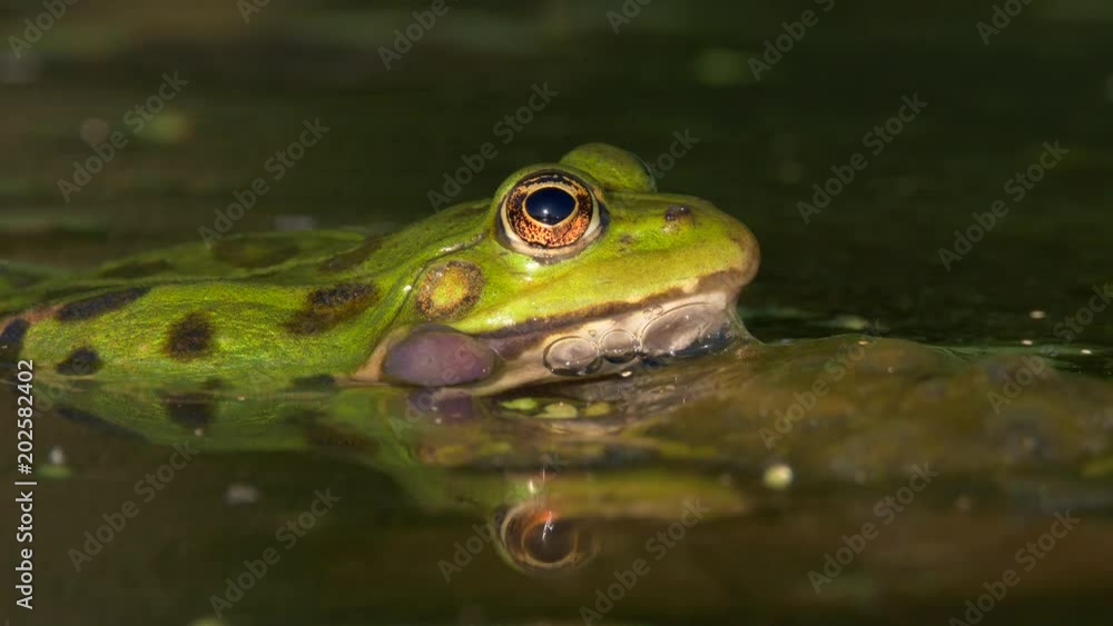 Green marsh frog (Pelophylax ridibundus) mating call Green marsh frog (Pelophylax ridibundus) mating call
