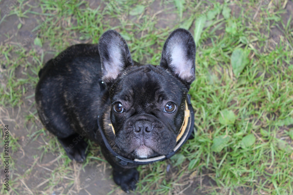 French bulldog puppy walking on the grass