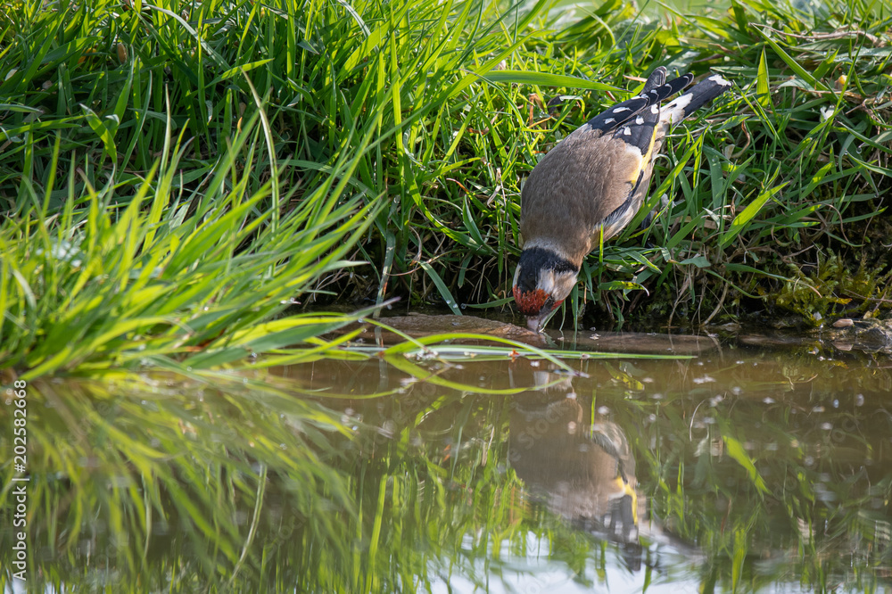 A close up photograph of a goldfinch reaching down and taking a drink of water from a pool pond with a slight reflection in the water A close up photograph of a goldfinch reaching down and taking a drink of water from a pool pond with a slight reflection in the water