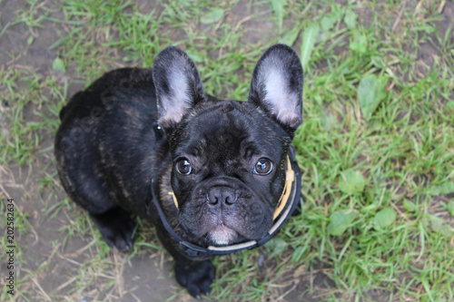 French bulldog puppy walking on the grass