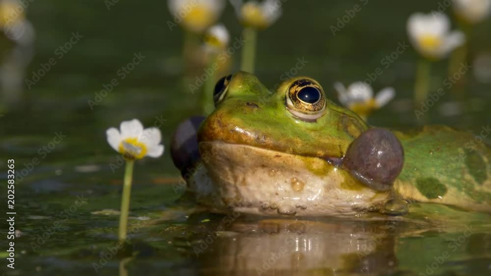 Green marsh frog (Pelophylax ridibundus) mating call Green marsh frog (Pelophylax ridibundus) mating call