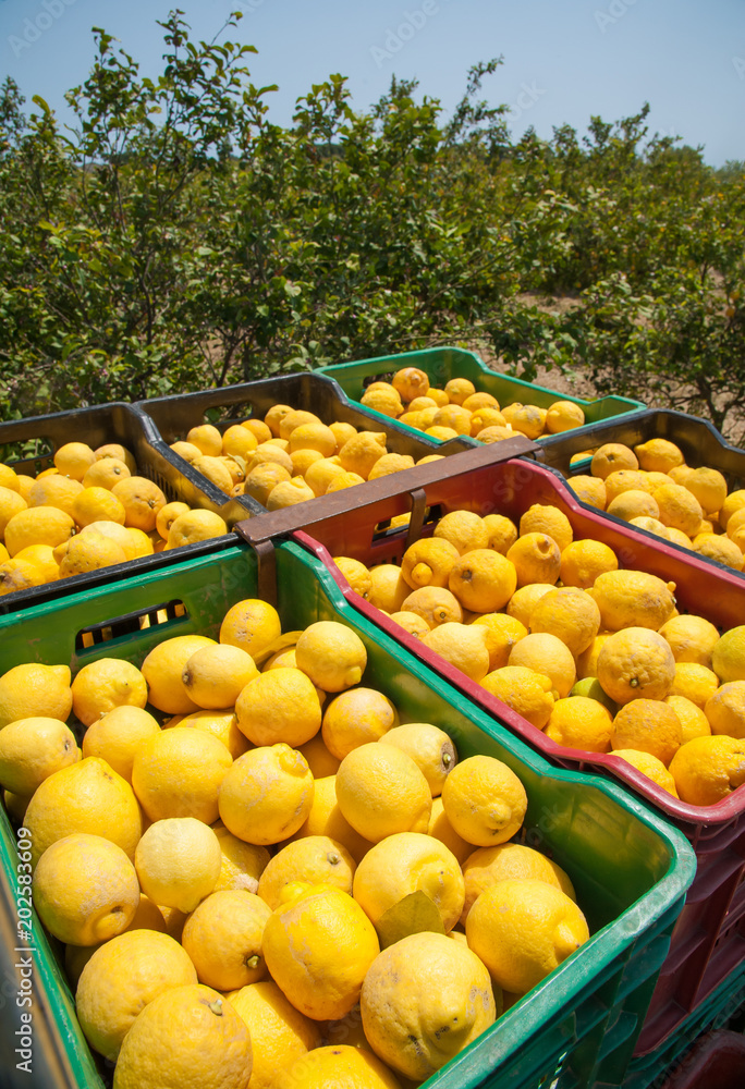 Boxes full of just picked lemons in a citrus grove near Syracuse, Sicily