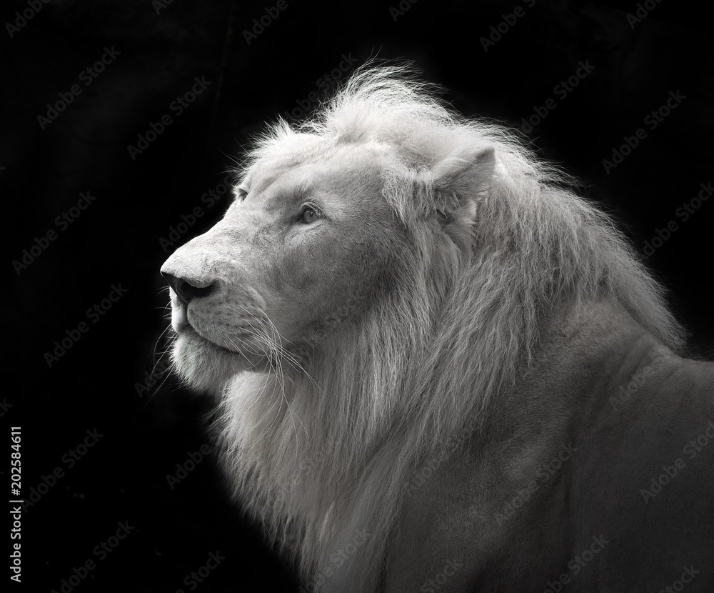 Φωτογραφία White lion in black backdrop.