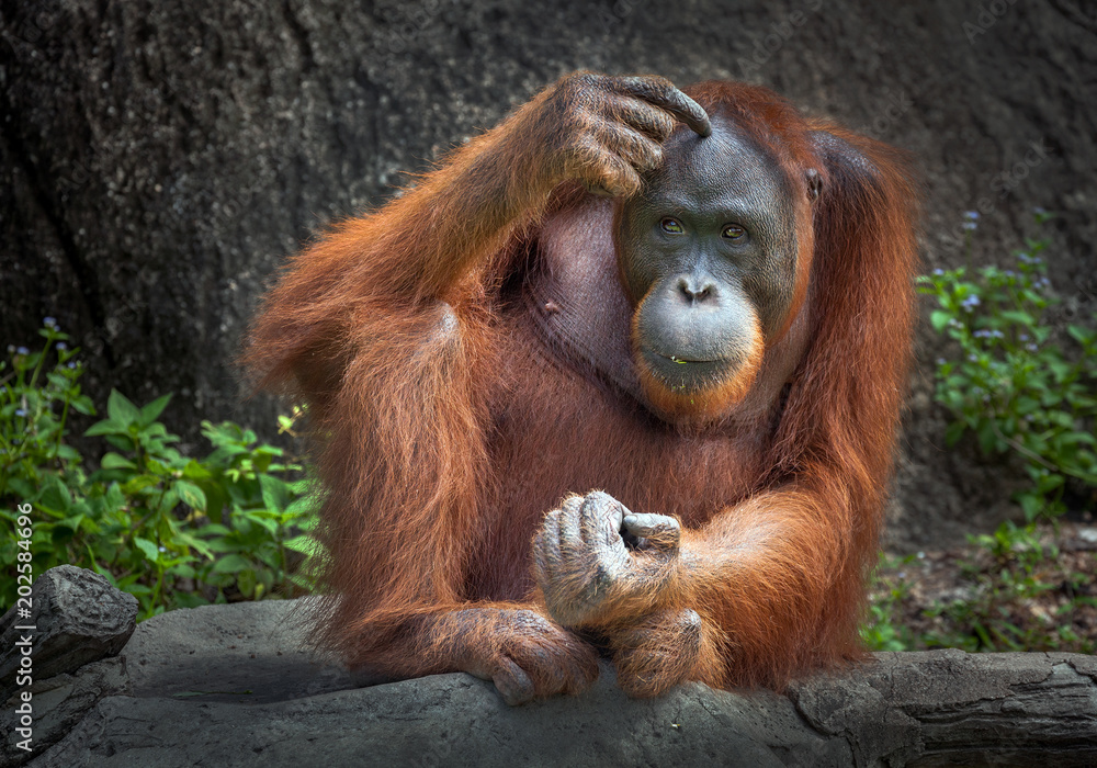 Obraz premium Orangutan sitting in nature.