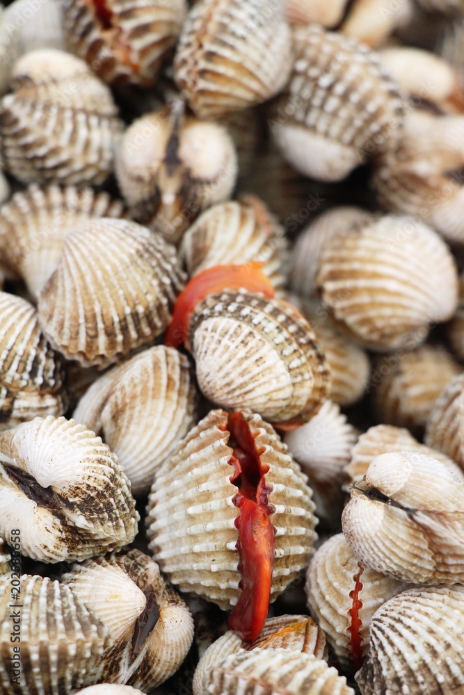 Fresh cockle for cooking in the market