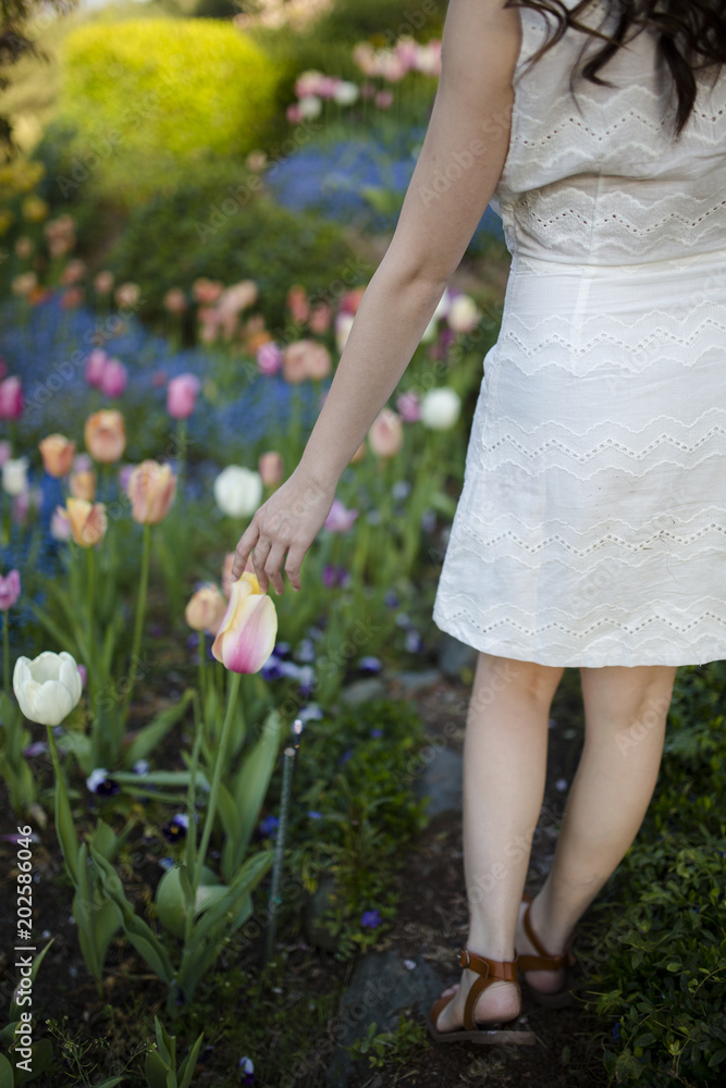 tulip tulip