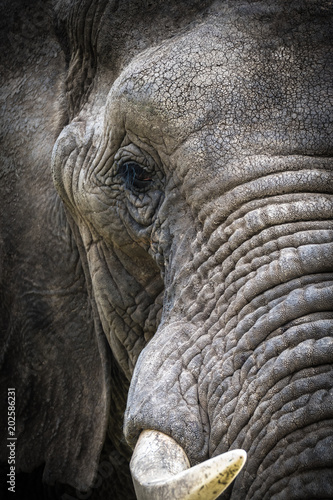 Teilportrait eines afrikanischen Elefanten im Addo National Park in Südafrika