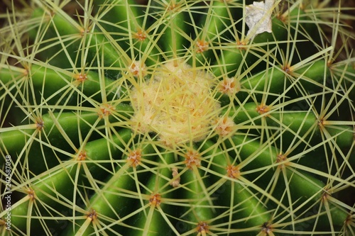 Beautiful small the cactus in the pot