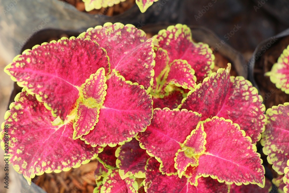 Red leaves in garden with the nature Red leaves in garden with the nature