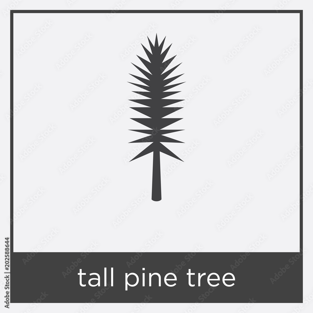 tall pine tree icon isolated on white background tall pine tree icon isolated on white background