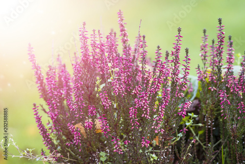 Erica plant with beautiful violet colors