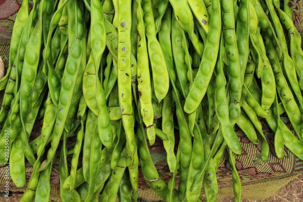 green stink bean of southern thailand (Satoh) green stink bean of southern thailand (Satoh)