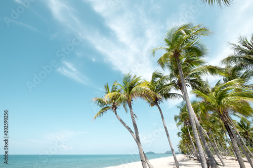 Vintage tropical beach (seascape) with palm tree in summer. Landscape of coast. vintage effect color tone. © jakkapan