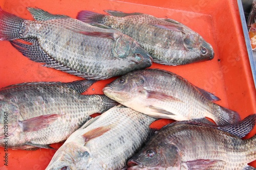 Fresh fish for cooking in the market