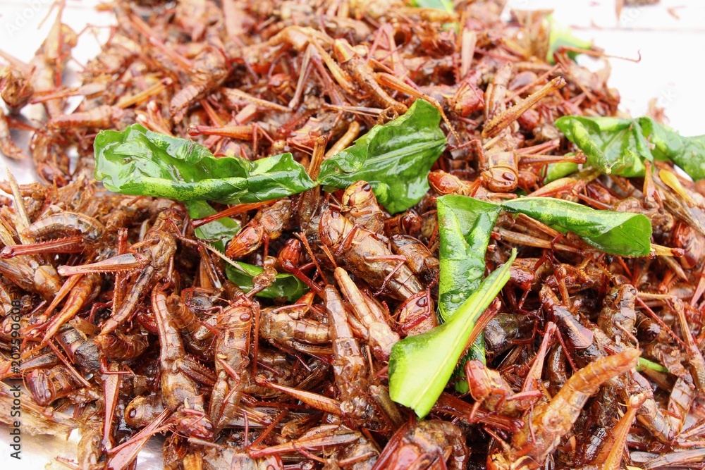 fried insects is delicious in the market