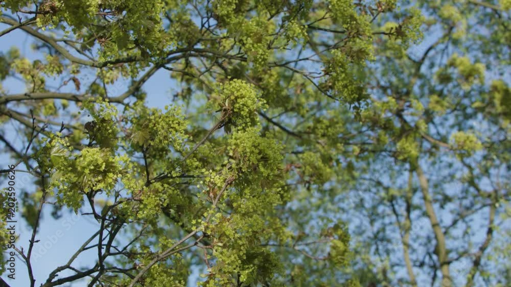 Tree branches in green blossom against a blue sky background. Close-up shot Tree branches in green blossom against a blue sky background. Close-up shot