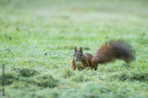 Eichhörnchen auf der Wiese © Joachim Berninger