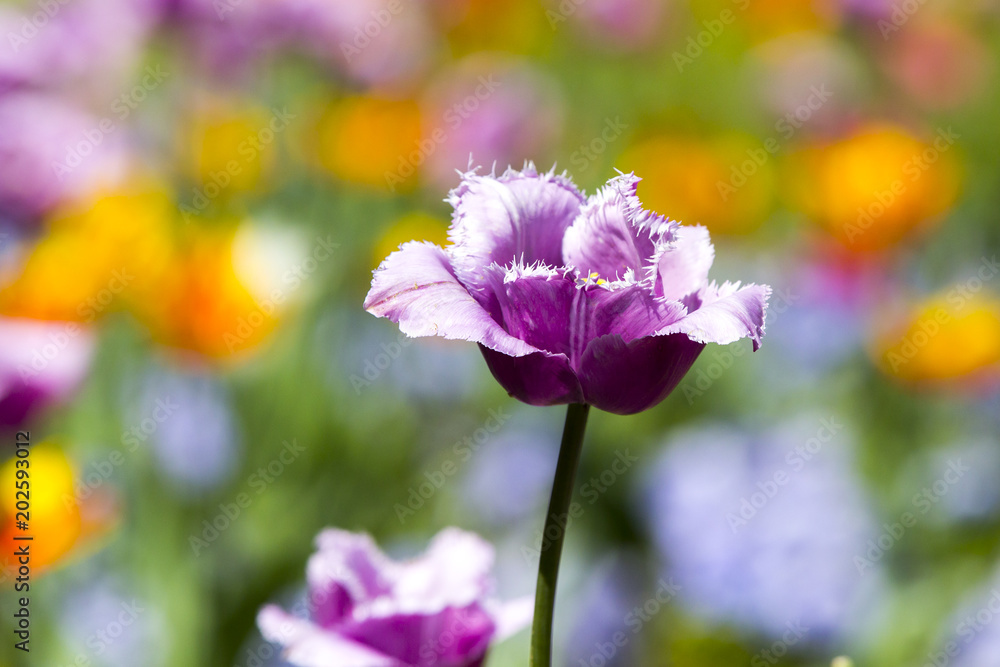 Fototapeta premium colorful spring flowers