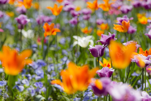 colorful spring flowers