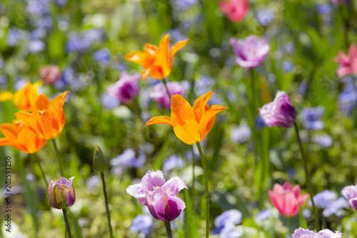 colorful spring flowers © fotosr52