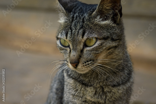 Home gray cat © souayang