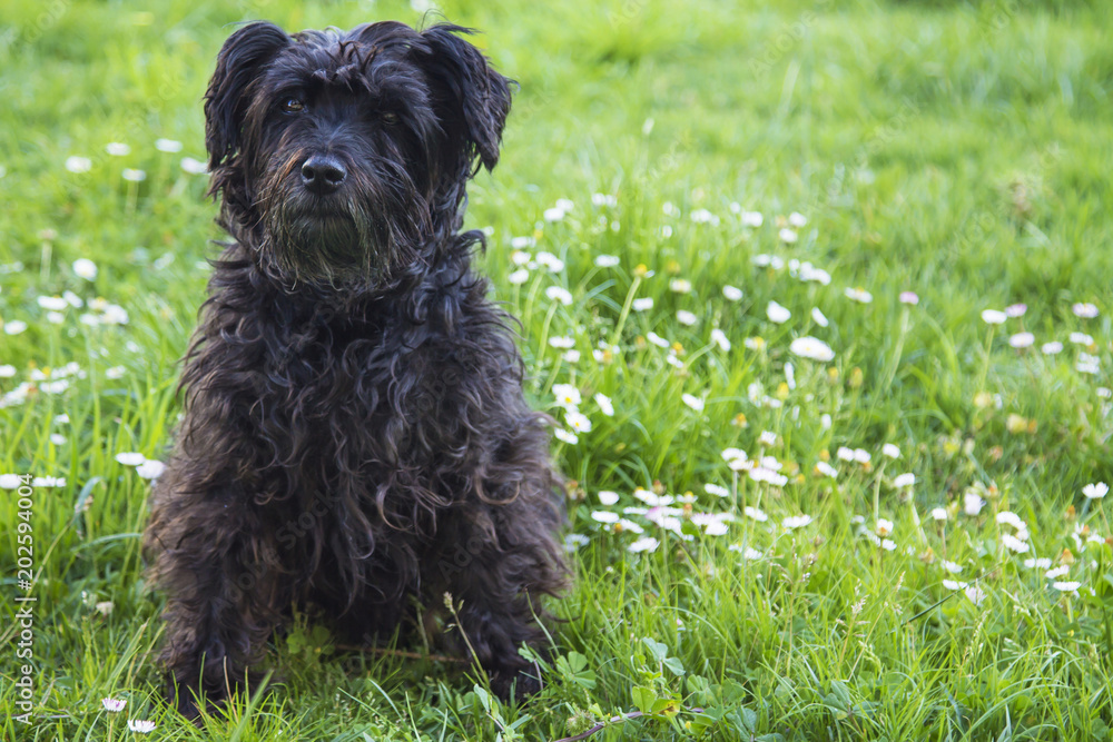 black schnauzer dog in the field of daisies black schnauzer dog in the field of daisies