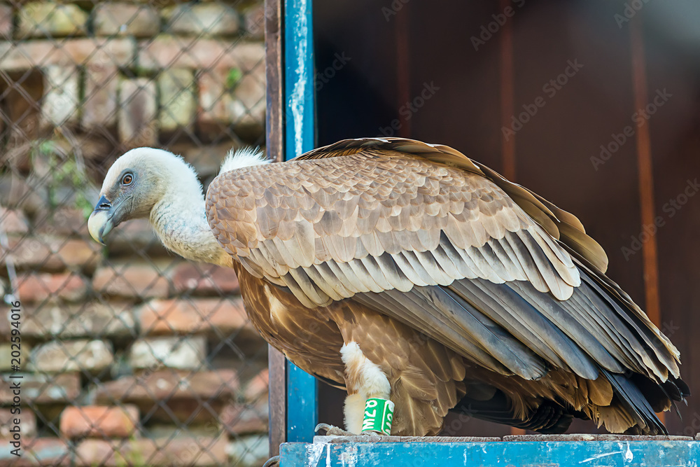 Naklejka premium Griffon vulture in captivity