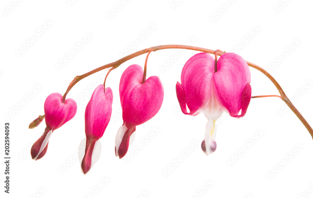 Fotografie broken heart (Dicentra) isolated