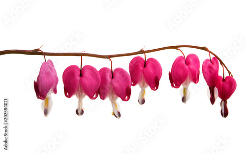 Fototapeta Naklejka Na Ścianę i Meble -  broken heart (Dicentra) isolated