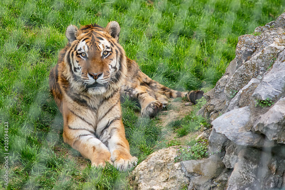 Naklejka premium Bengal tiger (Panthera tigris tigris) in Captivity