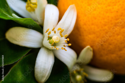 Neroli flowers and bright orange fruit