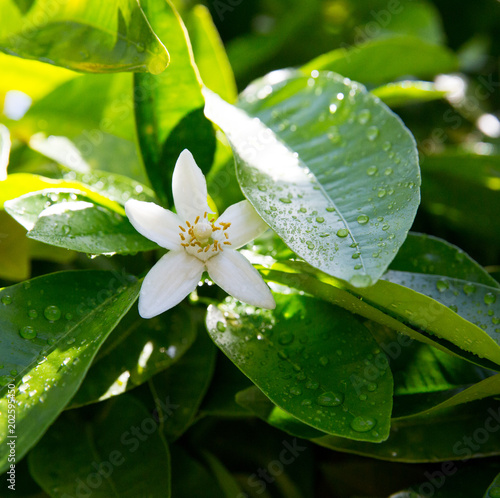 Neroli. Green bright orange tree leaves and orange flower neroli with raindrops, dew background