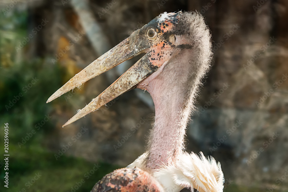 Naklejka premium Marabou stork portrait in captivity