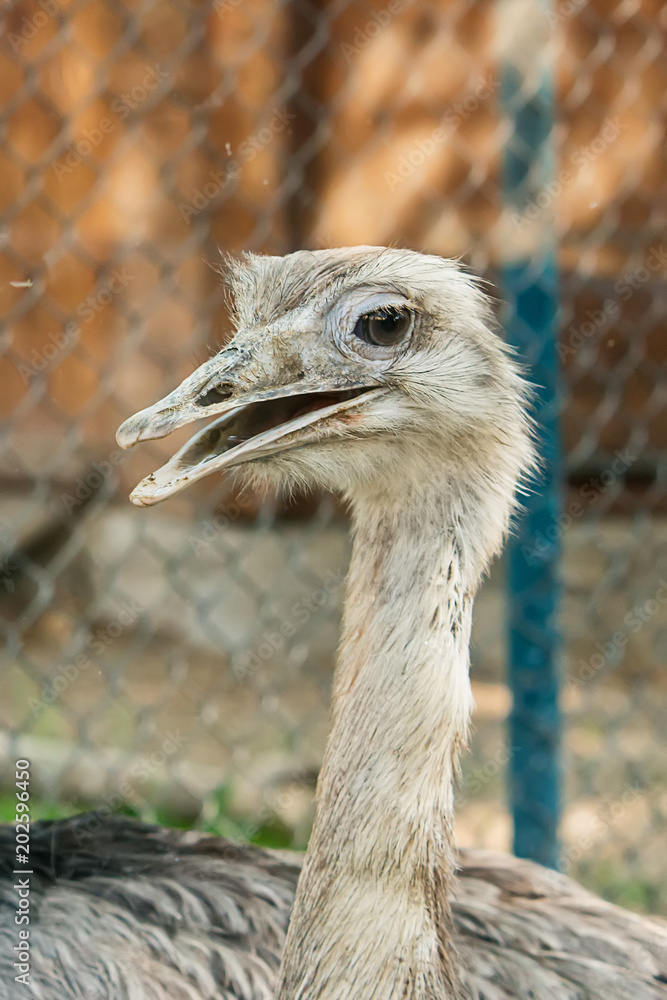 Naklejka premium Closeup of Common ostrich