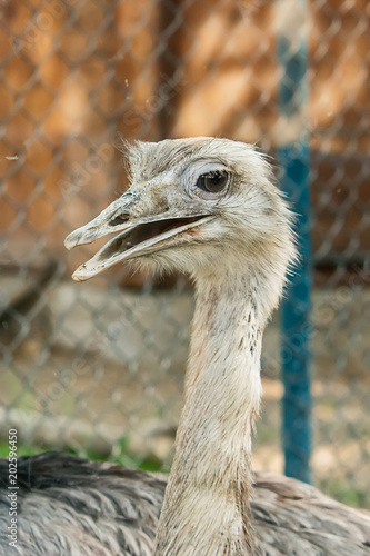 фотографія Closeup of Common ostrich