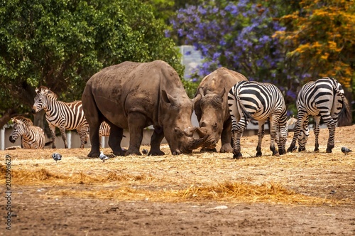 Rhinoceros and zebras walking in the wild in the Ramat Gan Safari. The Zoological Center Tel Aviv-Ramat Gan is the largest collection of wildlife in human care in the Middle East. 
