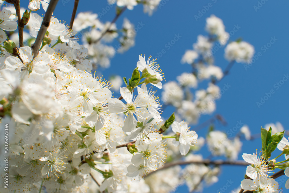 Beautiful Cherry Flowers in Spring Garden Beautiful Cherry Flowers in Spring Garden