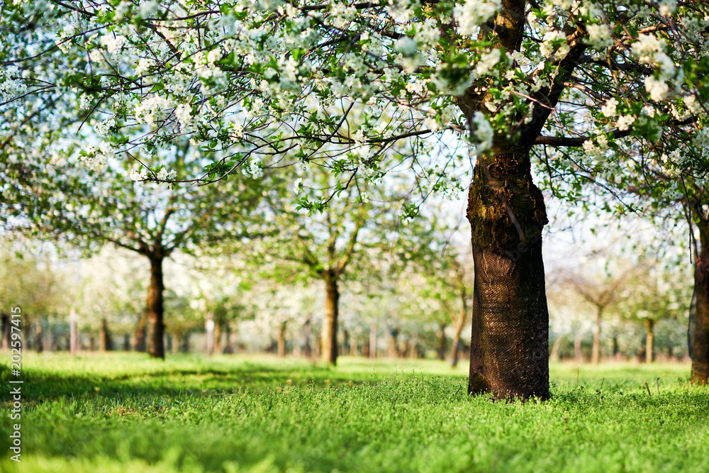 Beautiful cherry trees in blossom, springtime view of blossoming garden. Beautiful cherry trees in blossom, springtime view of blossoming garden.