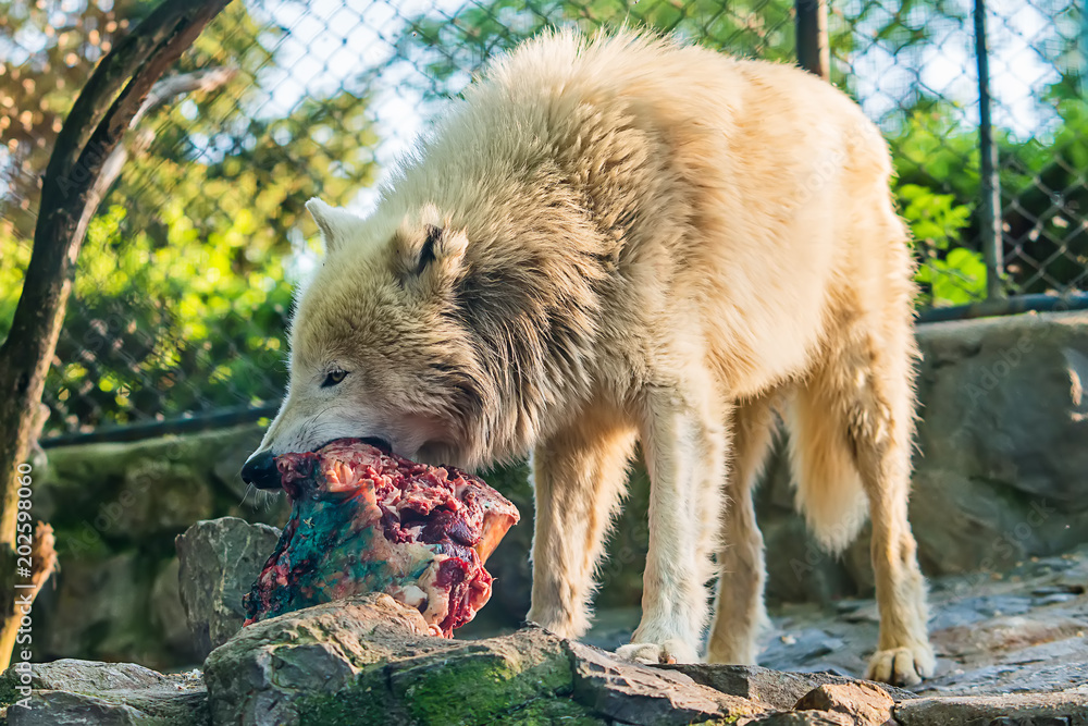 Naklejka premium Wolf eat meat in captivity