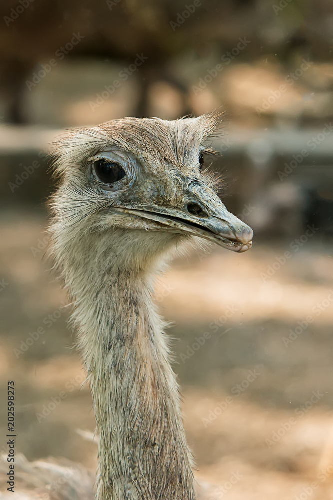 Naklejka premium Closeup of Common ostrich